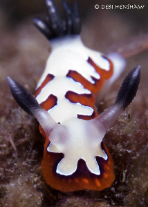 Chromodoris fidelis by Debi Henshaw 
